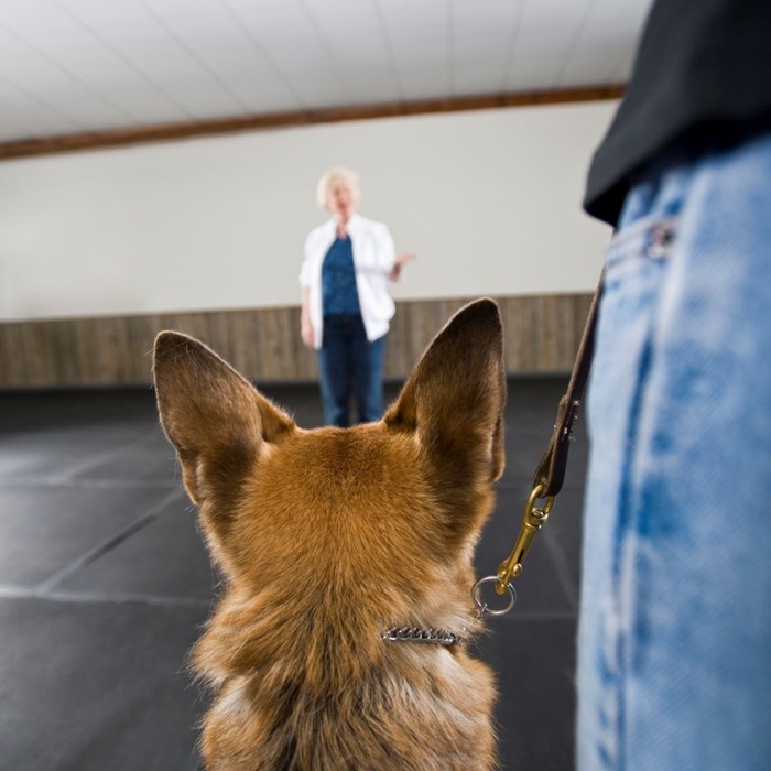 Dog-Pet-Trainers-Insurance Instructor guiding border collie through weave polls